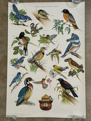 Vintage Smokey Bear Bird Poster 1977 Forest Service Wildfire Prevention 19×29