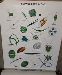 Rare Vintage EPA Algae Science Posters Set of 8 Different Never Used