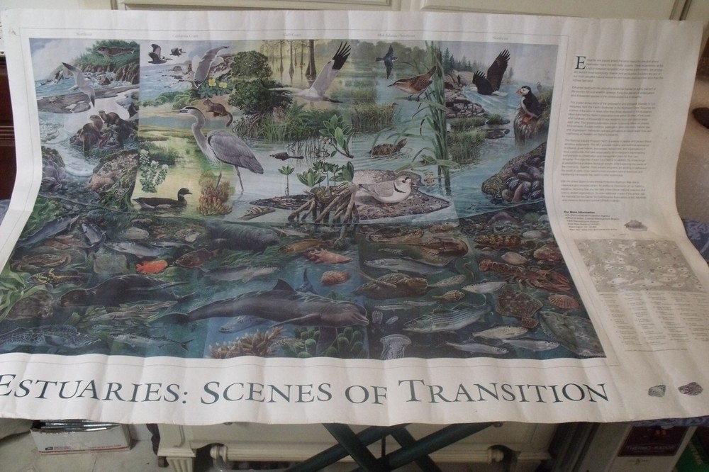 Vintage Environmental Protection Agency EPA ESTUARIES SCENES POSTER 38″ BY 25″