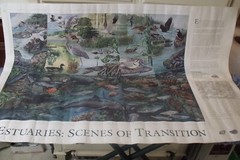 Vintage Environmental Protection Agency EPA ESTUARIES SCENES POSTER 38″ BY 25″