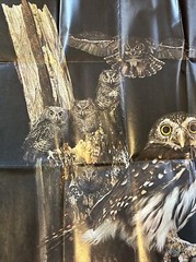 1978 U.S Postal Service Advertisement POSTER STAMP Collecting Owls 24″ X 36″