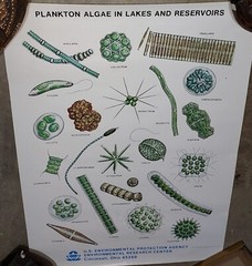 Rare Vintage EPA Algae Science Posters Set of 8 Different Never Used