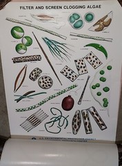Rare Vintage EPA Algae Science Posters Set of 8 Different Never Used
