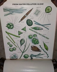 Rare Vintage EPA Algae Science Posters Set of 8 Different Never Used
