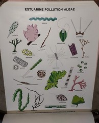 Rare Vintage EPA Algae Science Posters Set of 8 Different Never Used