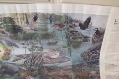 Vintage Environmental Protection Agency EPA ESTUARIES SCENES POSTER 38″ BY 25″