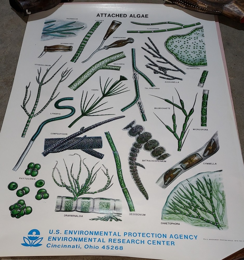 Rare Vintage EPA Algae Science Posters Set of 8 Different Never Used