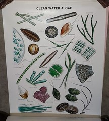 Rare Vintage EPA Algae Science Posters Set of 8 Different Never Used