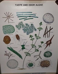 Rare Vintage EPA Algae Science Posters Set of 8 Different Never Used